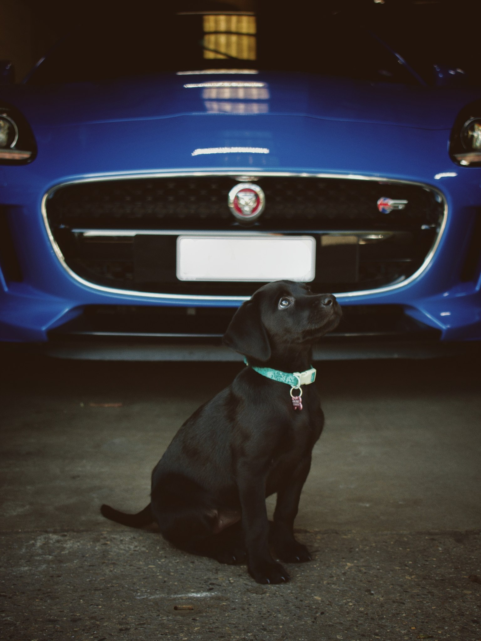 Lucy the puppy - New member of the team at Harrogate Jagwar Specialists