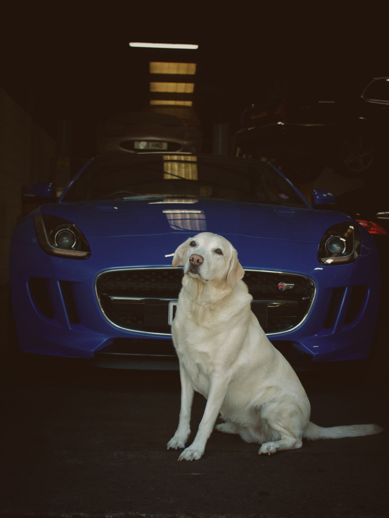 Flossy - Senior Workshop Mascot at Harrogate Jagwar Specialists